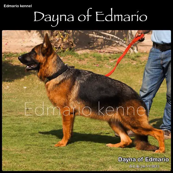 Dayna of Edmario