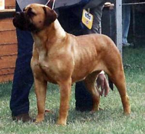 CH (GB) Cheval naughty nora at chalfs