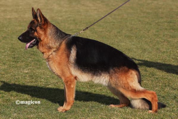 SG 1 Wictor vom Haus Milesevac