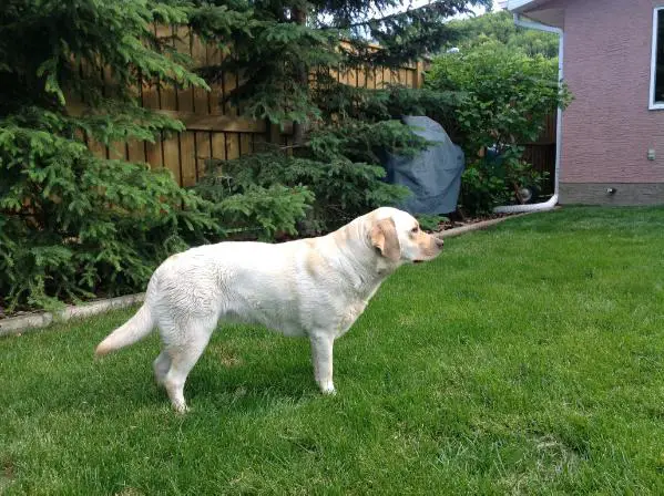 Devonshire's Mana To Starpine