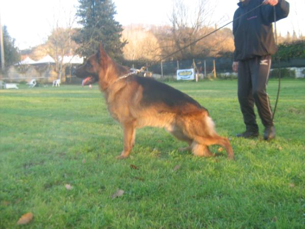 Pako della Madama d'Austria