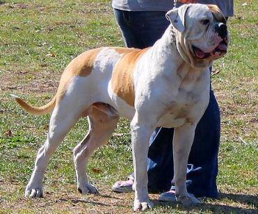 JRCH Destiny's Bulls Santino