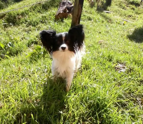 La Plus Belle Fille de Santelmo