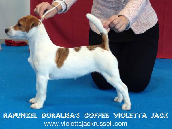 Rapunzel Doralisa's Coffee Violetta Jack