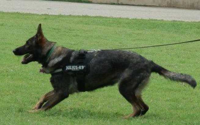 Perle Von Haus Gratmath