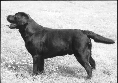 Charway Black Piper