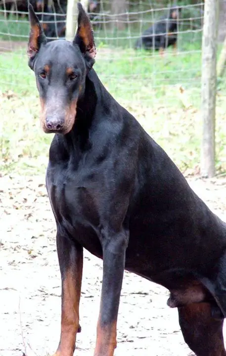 kimbertals nitro higgins