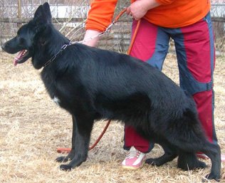 Velikaja Derzhava Faina