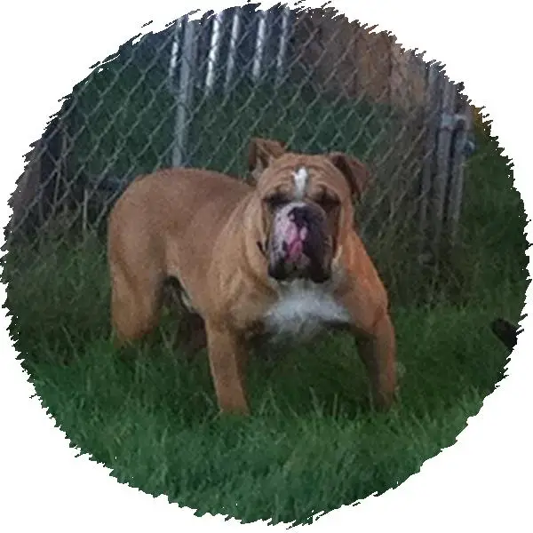 Royal Bulldog's Zeus