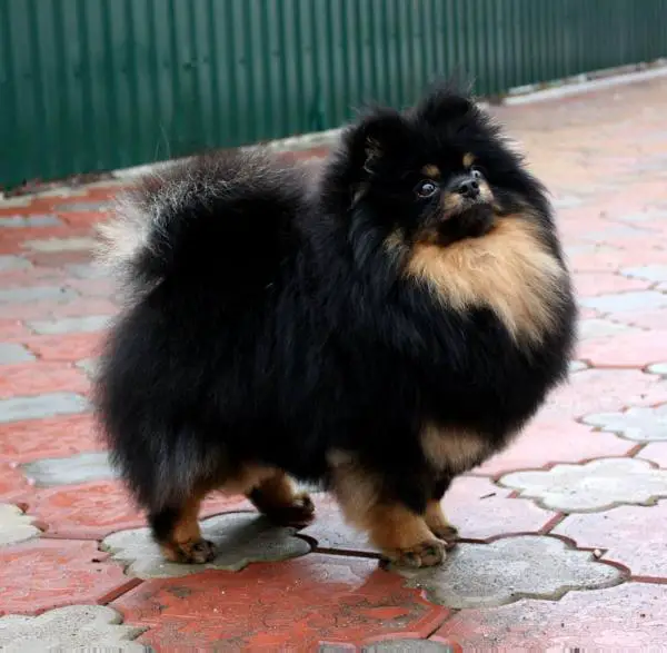 Solar Smile Melodia Volshebnoy Fleyty