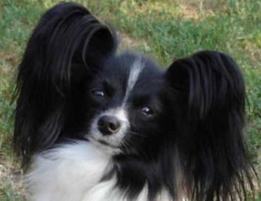 chakmani's secret of Norway