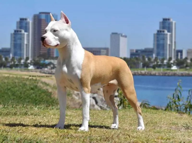 AKC CH Chavez' Second to None