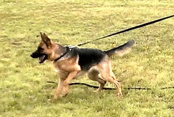 BH Danak's The Devil's Little Sassafras