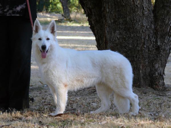 Heavenly Portia of Trebons Berger Blanc