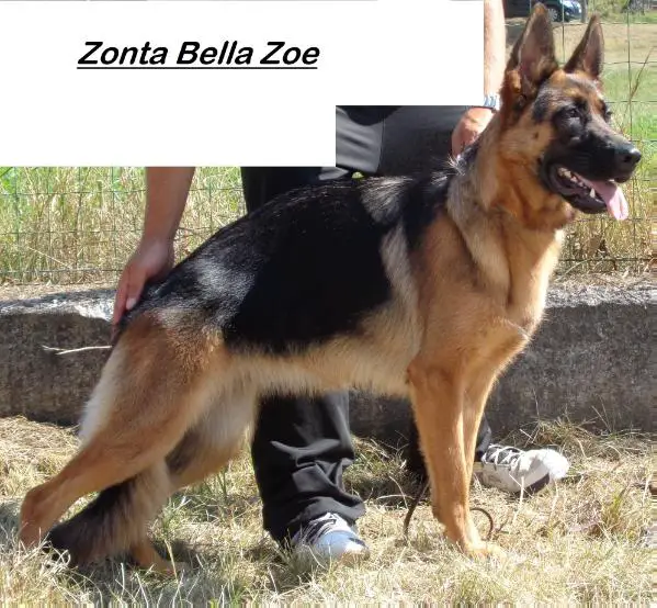 V Zonta Bella Zoe