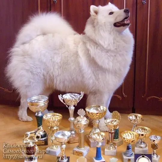 INT CH Beloe Chudo Lebedushka