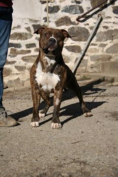 Alfagacyno gringo the rebel