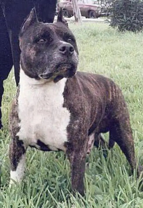 Aron Salvatore de Maffia Redbolt