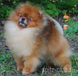 Noble's Command Performance