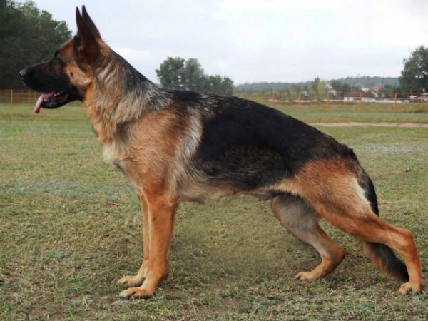 Normitta Ross de Nuar