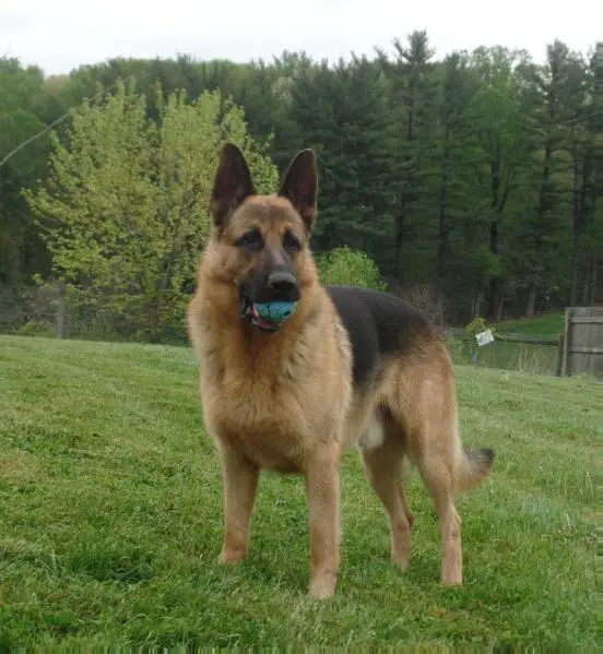 UKC Grand Champion EZ Brooks Magnus