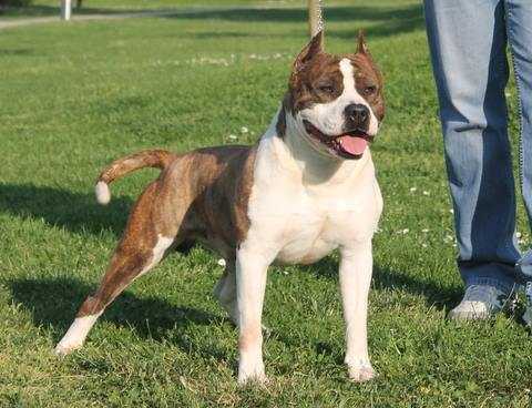 CH Allrobico's Public Enemy