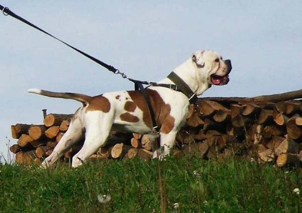 Don Corleone Mao's Snow Kingdom