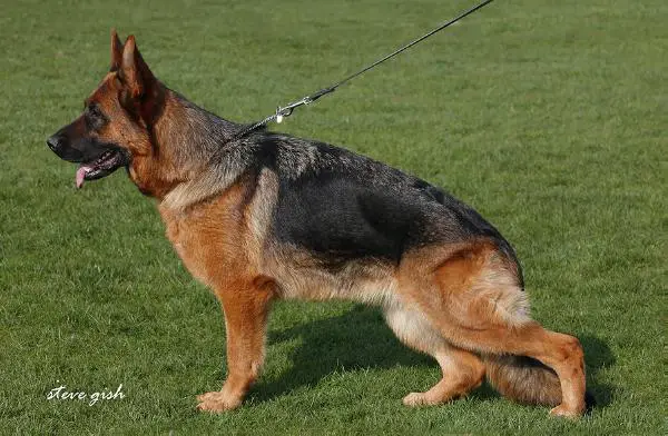 Parisaa von Rapicar