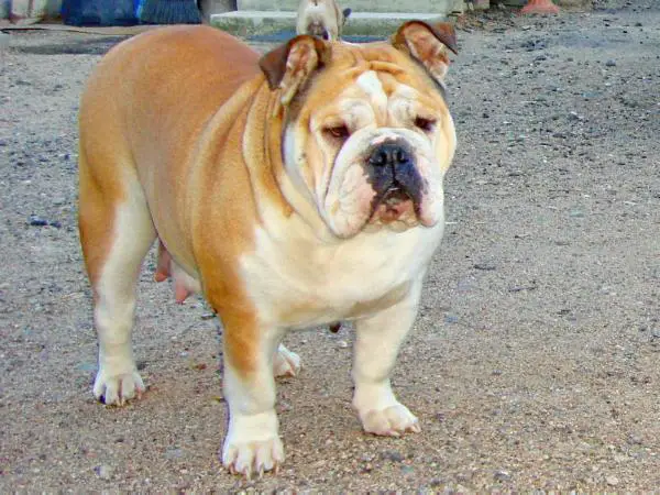 CH BLR. BREED Nika from Birch House