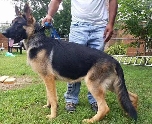 Samuel vom Novakhaus