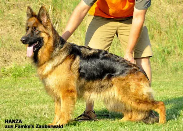 HANZA aus Famke's Zauberwald