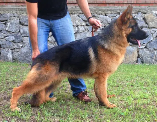 SG Arthur Vom Team Furstenbrunn