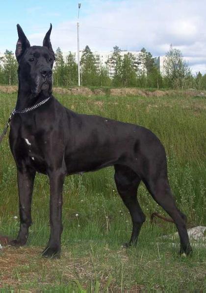 Ch (RUS),  2xCACIB, 2xR.CACIB, BIS-3, BISP, BISJ Sargos Zabenta Zimelaine