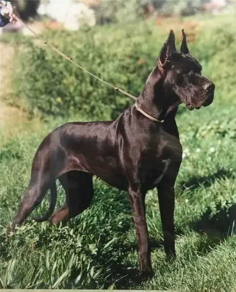 CH Bs1992, EuroDDC 93 Jorinde vom Haus Fresena