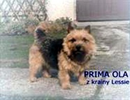Prima Ola z Krainy Lessie