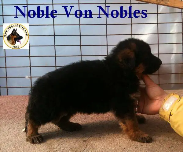 Noble Von Nobles