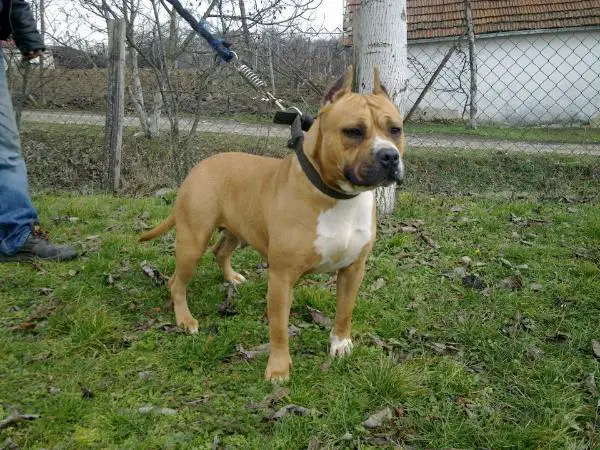 SOFIJA OD 1300 KAPLARA