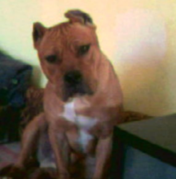 HPJ,CAC Rank among the best Kenzo