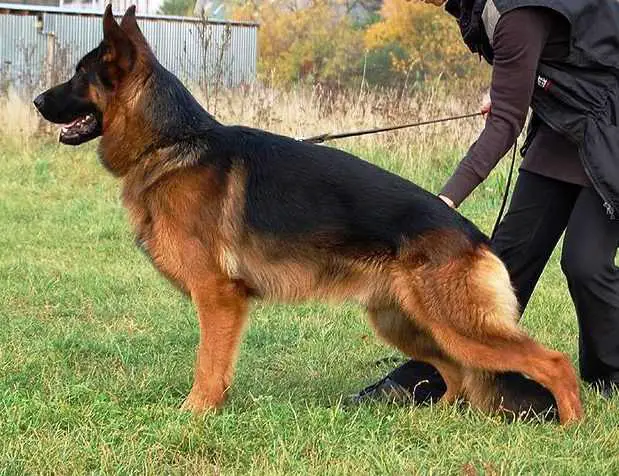 LT JCH Omar von der Berghofer-Heide