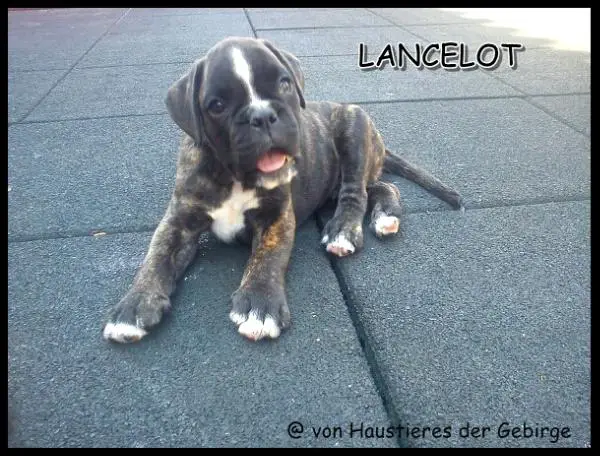 Lancelot von Haustieres der Gebirge