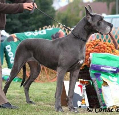 Veteran CH Europe 2008, InterCH FCI, CH Lithuania Poland Rus Jasmin Medium