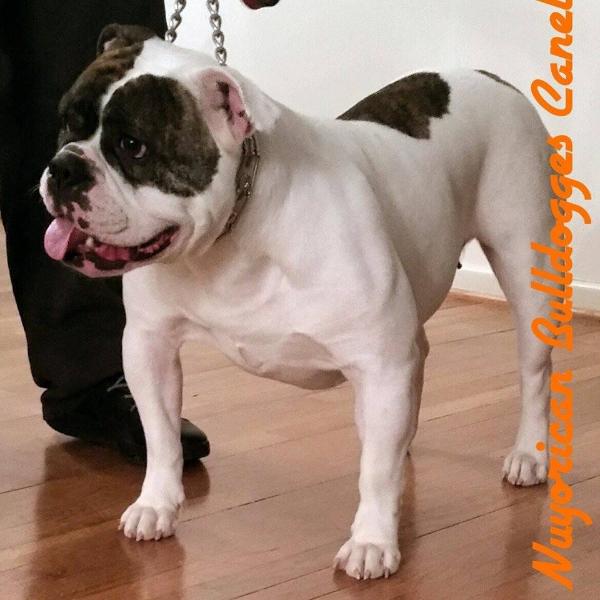 Nuyorican Bulldogges Canela