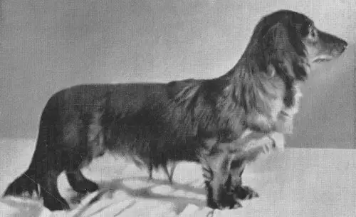 GS'52 Sepp vom Bookholzberg