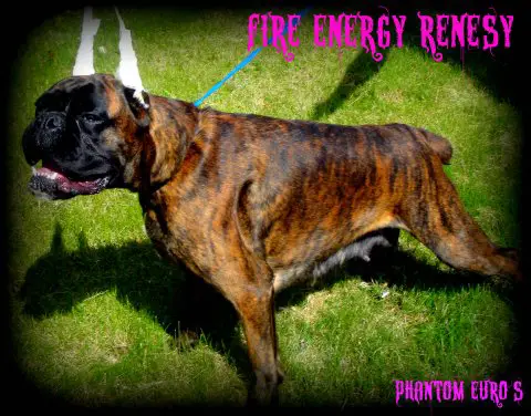 Fire Energy Renesy