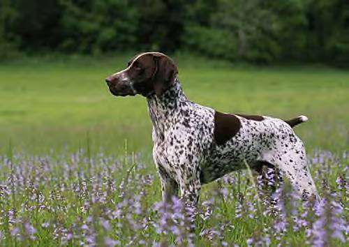 AKC CH White River's Ziggy Stardust