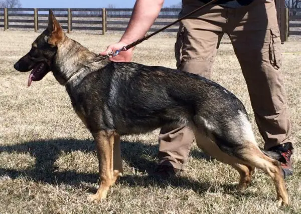 Vanja von den Sportwaffen