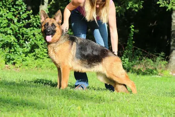 SG17,VP2, CGC Ulrika Ober vom Fleischerheim