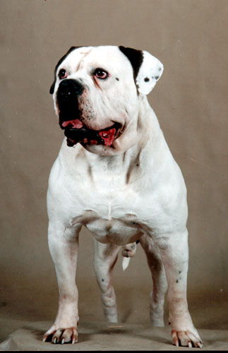 Hugo Hang Grand Fang