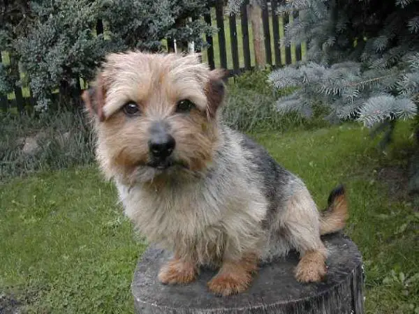 C.I.B., CH SUISS Lobeiro's Super Swede