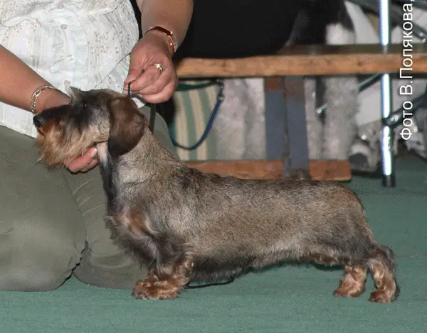 INT,LIT,BEL,RUS Magik Rainbow Avrora